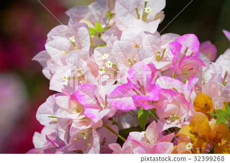 Flower plantation in Mekong Delta, Vietnam 32399268