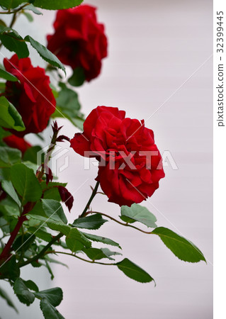 多餘的Tsurubara Ulmer Muhnter 32399445