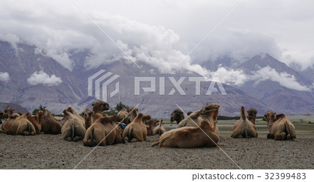 Camels at Nubra Valley in Ladakh, India Camels at Nubra Valley in Ladakh, India 32399483