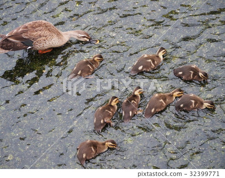 Parent and child of kalgamo Parent and child of kalgamo 32399771