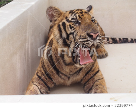 Tiger Yawnly 32399774