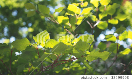 Sun leaked trees 32399998