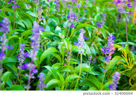 Fresh Lavender Botanical Fresh Lavender Botanical 32400004