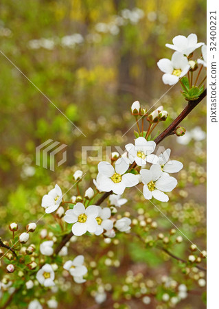 Early spring's messenger Yukiyanagi 32400221