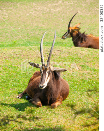 Female Sable antelope, Hippotragus niger, lying Female Sable antelope, Hippotragus niger, lying 32400582
