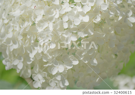 Hydrangea named Annabel in Kobe City Forest Botanical Garden 32400615