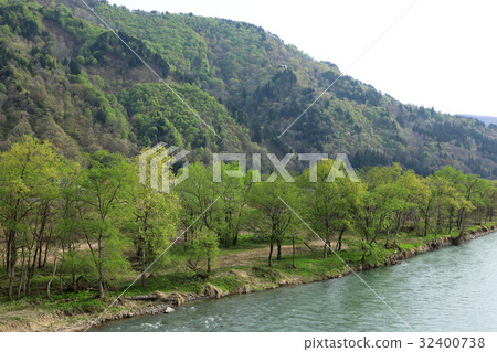 在河岸楊柳森林新鮮的綠色Itin河 32400738