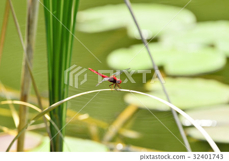 紅蜻蜓（果汁） 32401743