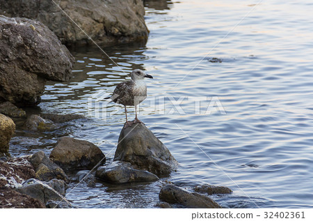 gray seagull is standing on a high narrow stone gray seagull is standing on a high narrow stone 32402361