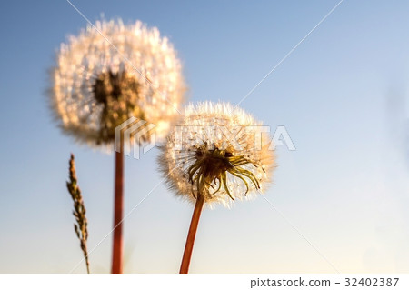 Dandelion's fluff 32402387