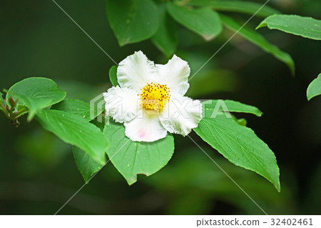 堅果白花 32402461