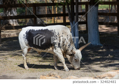 White bull of the Watussi with a black spot 32402481
