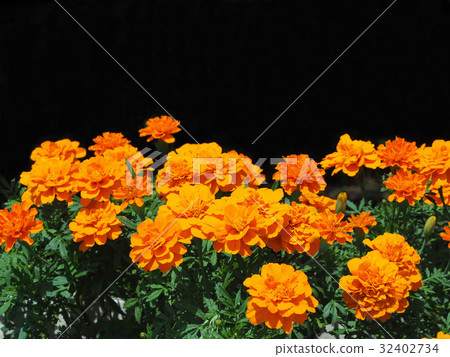 Marigold  32402734