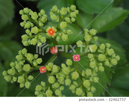 Yakugarashi 32402737