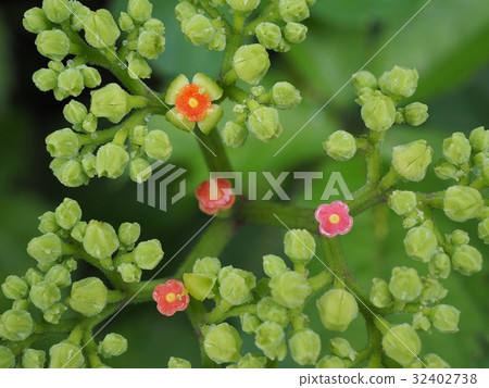 Yakugarashi 32402738