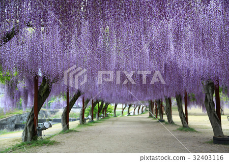 富士2635 富士2635 32403116