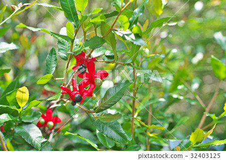 Mickey Ushinoki的紅色水果 32403125