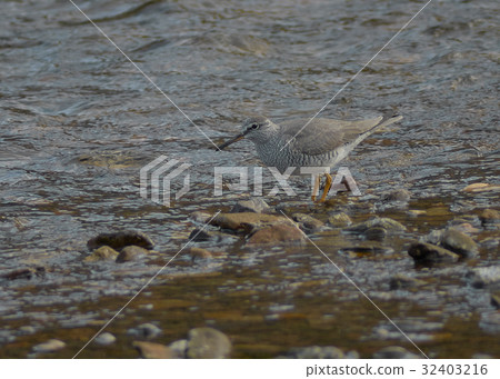 Ki Shishitsugi 32403216