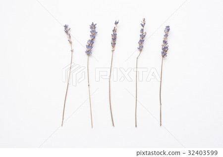 薰衣草 薰衣草 32403599