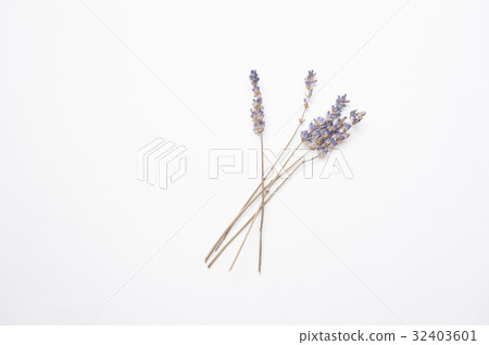 薰衣草 薰衣草 32403601