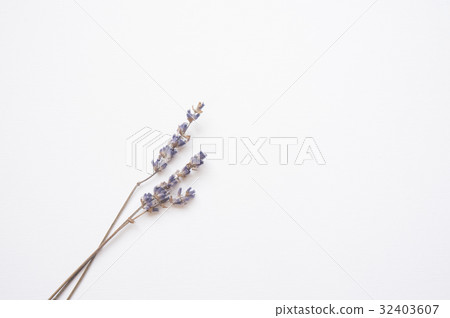 薰衣草 薰衣草 32403607