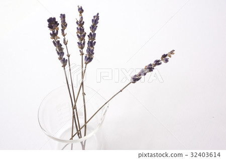 薰衣草 32403614