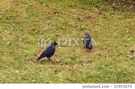 Two wild birds black jackdaws are walking Two wild birds black jackdaws are walking 32403879