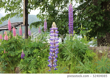 在中禪寺湖中綻放的羽扇豆 32404085