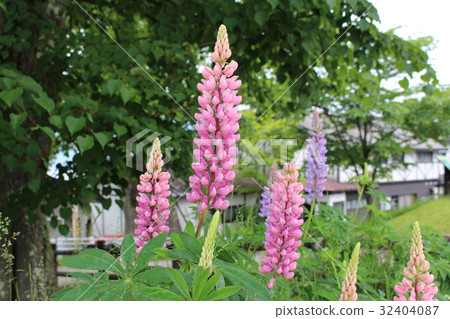 在中禪寺湖中綻放的羽扇豆 32404087