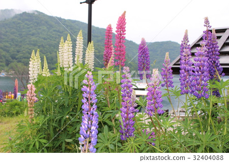 在中禪寺湖中綻放的羽扇豆 在中禪寺湖中綻放的羽扇豆 32404088