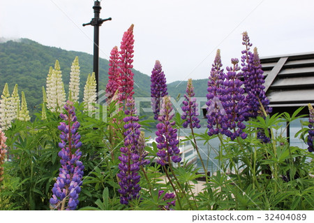 Lupineas blooming in Lake Chuzenji 32404089