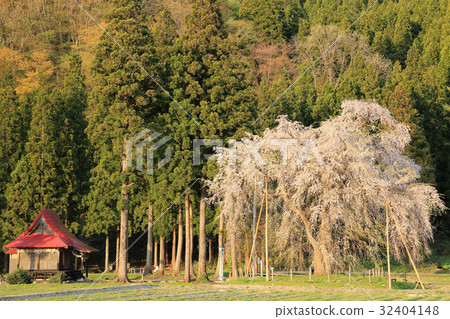 奇怪的垂枝櫻花 32404148