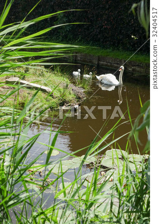 天鵝父母和孩子 天鵝父母和孩子 32404517