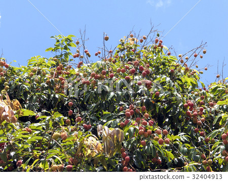 Lychee (Lychee) Lychee (Lychee) 32404913