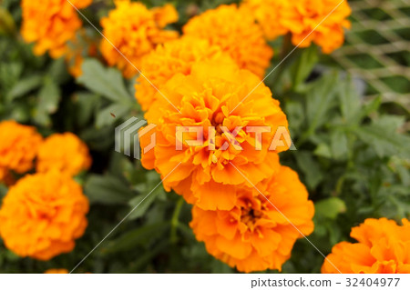 萬壽菊 萬壽菊 32404977