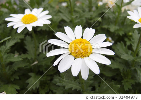 Kanshirogiku 32404978