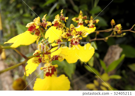 Western Orchid 32405211