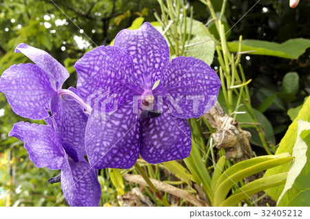 Ran flower Banda Pachara delight Ran flower Banda Pachara delight 32405212