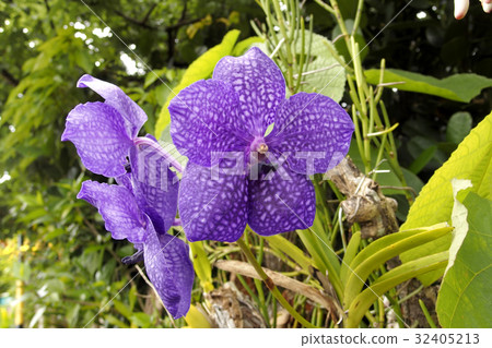 Ran flower Banda Pachara delight Ran flower Banda Pachara delight 32405213