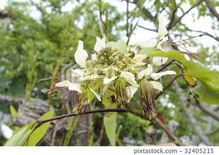 Crateva religiosa 32405215