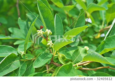 Fruit of liqueur 32405612