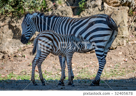 Baby Grevy zebra drinking milk from mother 32405678