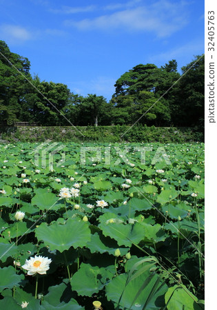 It is a lotus population on a sunny day It is a lotus population on a sunny day 32405763