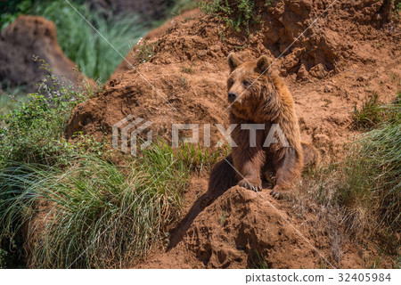 Brown bear sits on red rocky outcrop Brown bear sits on red rocky outcrop 32405984