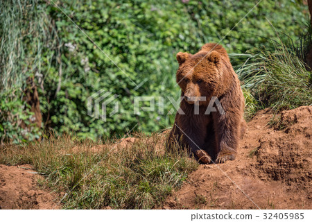 Brown bear sits on rock in undergrowth Brown bear sits on rock in undergrowth 32405985