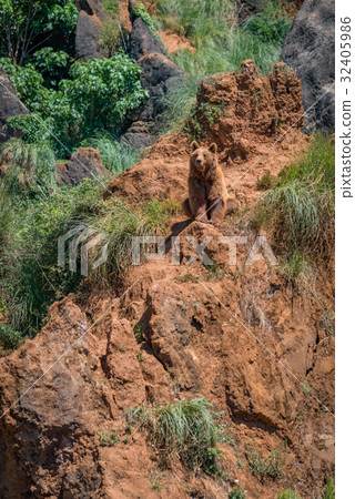 Brown bear sitting on red rocky outcrop Brown bear sitting on red rocky outcrop 32405986