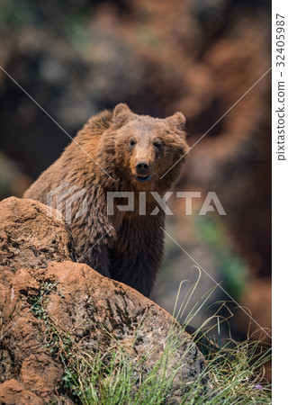 Brown bear sitting on rock facing camera Brown bear sitting on rock facing camera 32405987