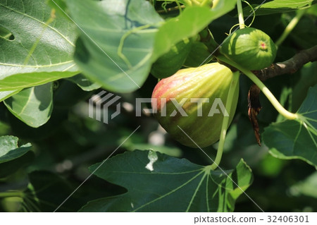 Fruitless flower fruit 32406301