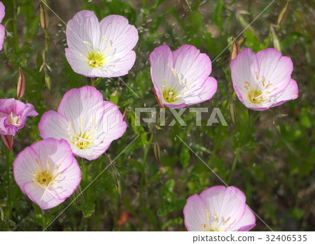 Evening blooming evening primrose Evening blooming evening primrose 32406535