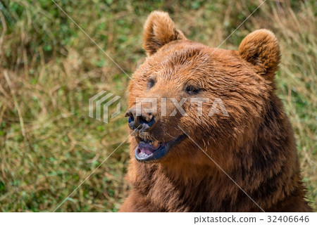 Close-up of brown bear head in sunshine Close-up of brown bear head in sunshine 32406646